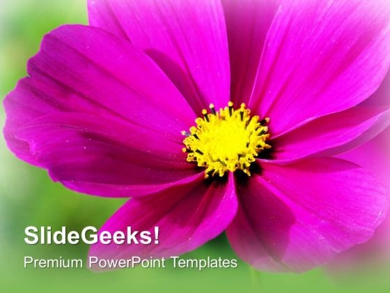 Pink Blooming Flower Beauty PowerPoint Templates Ppt Backgrounds For Slides 0213 Pink Blooming Flower Beauty PowerPoint Templates Ppt Backgrounds For Slides 0213