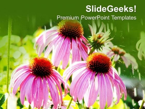 Pink Dahelia Flower With Beautiful Background PowerPoint Templates Ppt Backgrounds For Slides 0713 Pink Dahelia Flower With Beautiful Background PowerPoint Templates Ppt Backgrounds For Slides 0713