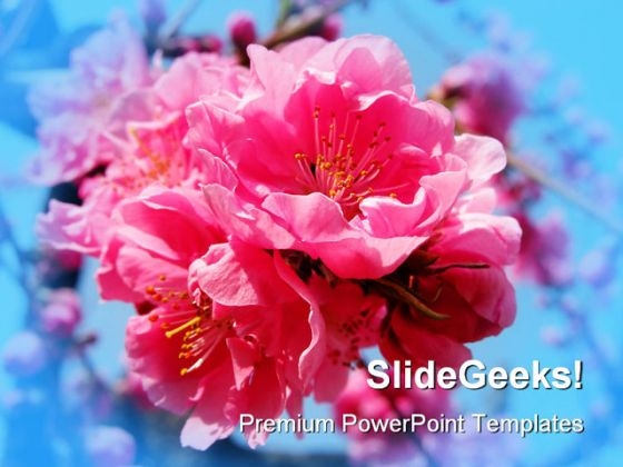 pink explosion beauty powerpoint templates and powerpoint backgrounds 0311 title