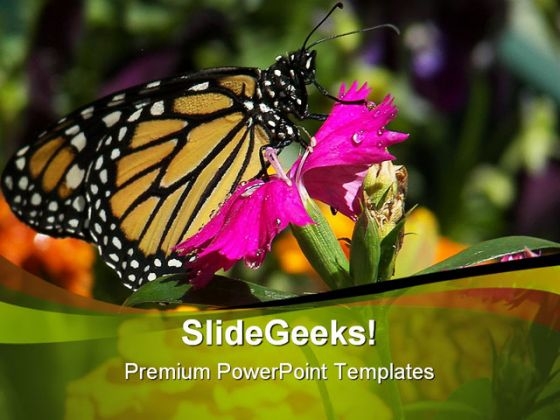 Pink Flower And Butterfly Beauty PowerPoint Themes And PowerPoint Slides 0211 Pink Flower And Butterfly Beauty PowerPoint Themes And PowerPoint Slides 0211