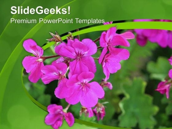 pink geranium flower with green background powerpoint pink and green powerpoint templates
