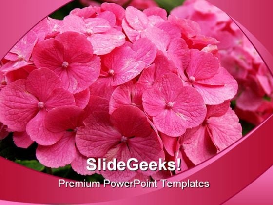 Pink Hydrangea Bush Beauty PowerPoint Templates And PowerPoint Backgrounds 0311