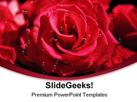 Pink Roses Beauty PowerPoint Templates And PowerPoint Backgrounds 0211 Pink Roses Beauty PowerPoint Templates And PowerPoint Backgrounds 0211