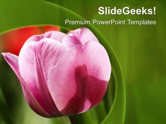 pink tulip with green background powerpoint templates ppt backgrounds for slides 0713 powerpoint themes