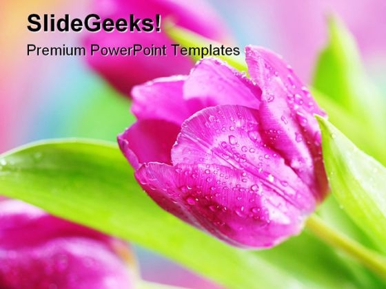 Pink Tulips Beauty PowerPoint Templates And PowerPoint Backgrounds 0311