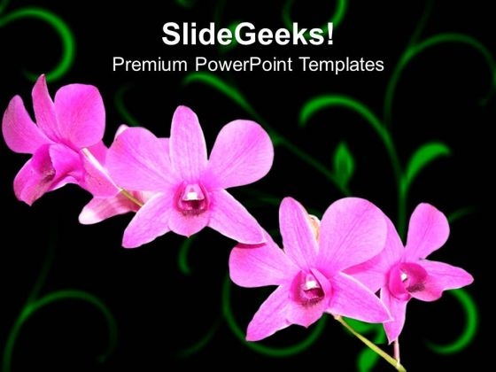 Pink Violet Flowers Nature PowerPoint Templates Ppt Backgrounds For Slides 0213 Pink Violet Flowers Nature PowerPoint Templates Ppt Backgrounds For Slides 0213