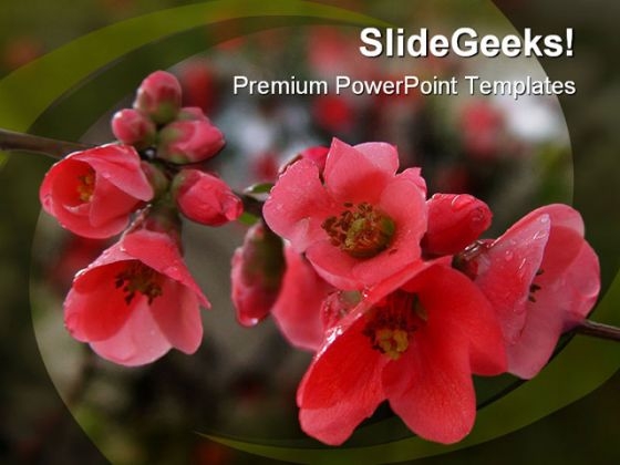 Pomegranate Flowers Beauty PowerPoint Templates And PowerPoint Backgrounds 0211 Pomegranate Flowers Beauty PowerPoint Templates And PowerPoint Backgrounds 0211