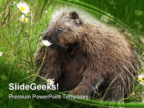 Porcupine Animals PowerPoint Templates And PowerPoint Backgrounds 0211 Porcupine Animals PowerPoint Templates And PowerPoint Backgrounds 0211