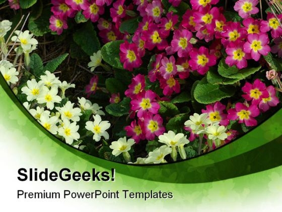 primroses_beauty_powerpoint_templates_and_powerpoint_backgrounds_0311_title