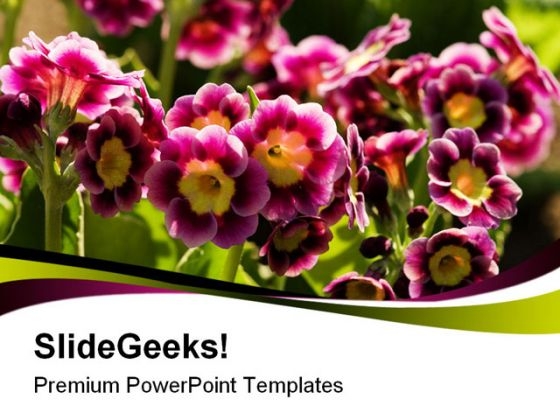 Primroses Flowers Nature PowerPoint Templates And PowerPoint Backgrounds 0311 Primroses Flowers Nature PowerPoint Templates And PowerPoint Backgrounds 0311