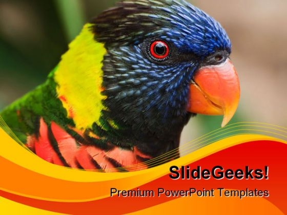 Rainbow Lorikeet Animals PowerPoint Templates And PowerPoint Backgrounds 0111