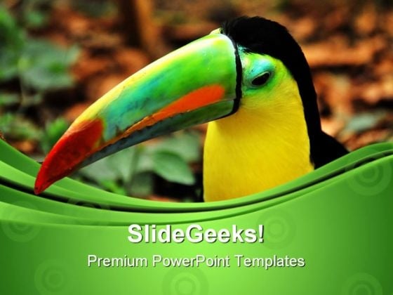 Rainbow Toucan Animals PowerPoint Themes And PowerPoint Slides 0611
