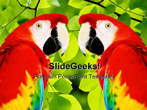 Red Macaw Animals PowerPoint Template 0910 Red Macaw Animals PowerPoint Template 0910