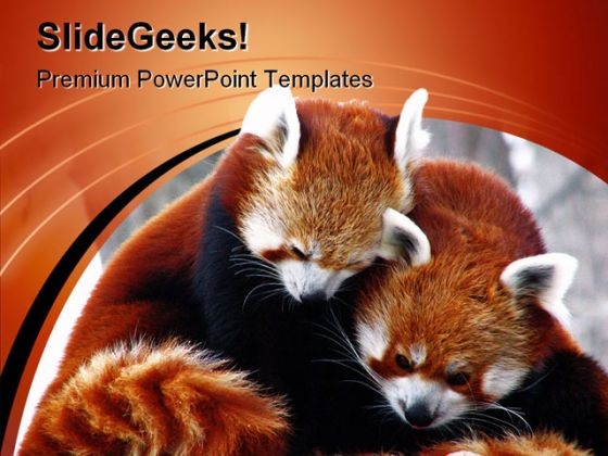 Red Pandas Cuddling Animals PowerPoint Themes And PowerPoint Slides 0211 Red Pandas Cuddling Animals PowerPoint Themes And PowerPoint Slides 0211