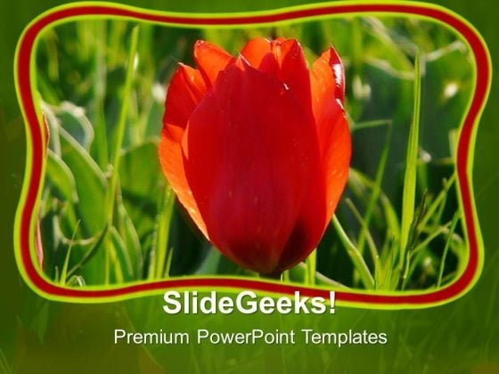 Red Tulip With Green Abstract Background PowerPoint Templates Ppt Backgrounds For Slides 0713 Red Tulip With Green Abstract Background PowerPoint Templates Ppt Backgrounds For Slides 0713