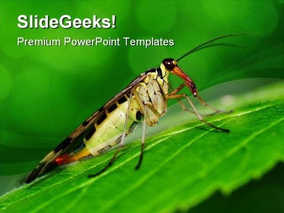 Scorpionfly Nature PowerPoint Templates And PowerPoint Backgrounds 0111 Scorpionfly Nature PowerPoint Templates And PowerPoint Backgrounds 0111
