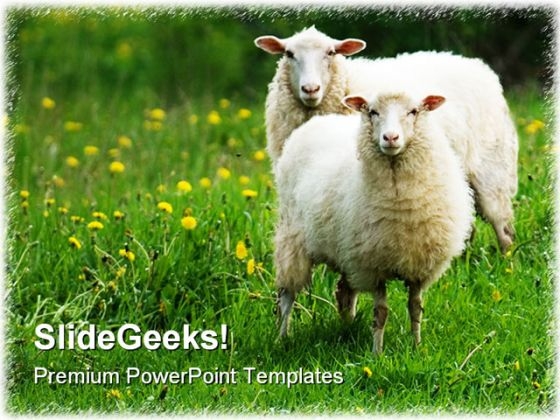 Sheep PowerPoint templates, Slides and Graphics