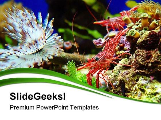 Shrimps Nature PowerPoint Templates And PowerPoint Backgrounds 0411 Shrimps Nature PowerPoint Templates And PowerPoint Backgrounds 0411