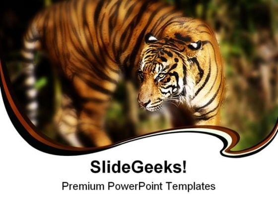 Siberian Tiger Animals PowerPoint Themes And PowerPoint Slides 0211 Siberian Tiger Animals PowerPoint Themes And PowerPoint Slides 0211