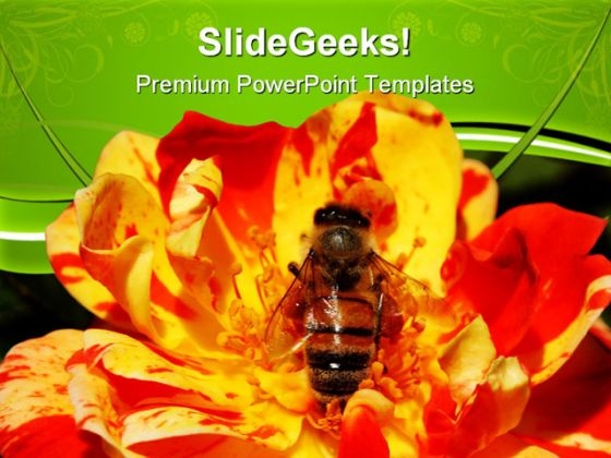singalong_patio_rose_with_bee_nature_powerpoint_templates_and_powerpoint_backgrounds_0611_title