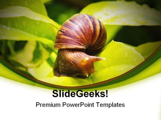 Snail Animals PowerPoint Templates And PowerPoint Backgrounds 0111 Snail Animals PowerPoint Templates And PowerPoint Backgrounds 0111