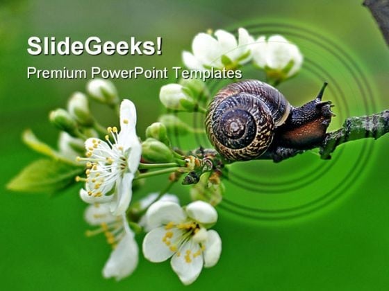 Snail Nature PowerPoint Templates And PowerPoint Backgrounds 0111 Snail Nature PowerPoint Templates And PowerPoint Backgrounds 0111