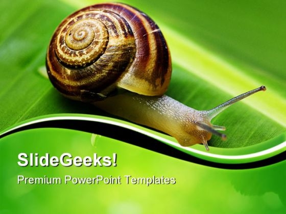 Snail On Leaf Animals PowerPoint Templates And PowerPoint Backgrounds 0611