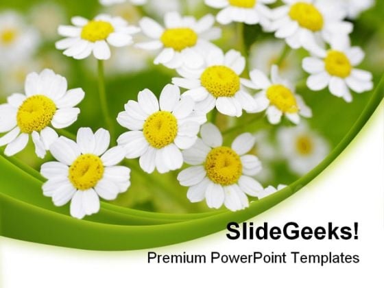 Summer Time Daisies Nature PowerPoint Templates And PowerPoint Backgrounds 0311 Summer Time Daisies Nature PowerPoint Templates And PowerPoint Backgrounds 0311