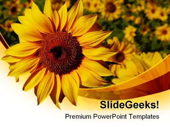 Sunflower01 Nature PowerPoint Templates And PowerPoint Backgrounds 0211 Sunflower01 Nature PowerPoint Templates And PowerPoint Backgrounds 0211
