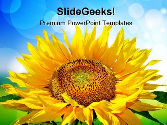 Sunflower Beauty PowerPoint Templates And PowerPoint Backgrounds 0211 Sunflower Beauty PowerPoint Templates And PowerPoint Backgrounds 0211