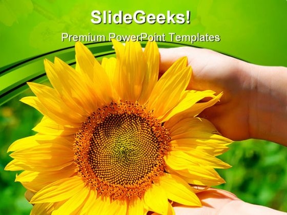 Sunflower In Female Hands Nature PowerPoint Themes And PowerPoint Slides 0411 Sunflower In Female Hands Nature PowerPoint Themes And PowerPoint Slides 0411