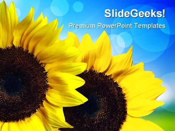 Sunflower Nature PowerPoint Templates And PowerPoint Backgrounds 0211 Sunflower Nature PowerPoint Templates And PowerPoint Backgrounds 0211