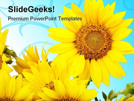 Sunflowers Beauty PowerPoint Templates And PowerPoint Backgrounds 0311 Sunflowers Beauty PowerPoint Templates And PowerPoint Backgrounds 0311