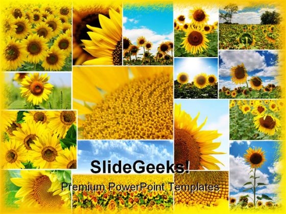 sunflowers collage beauty abstract powerpoint templates and