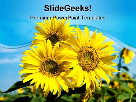 Sunflowers Family Nature PowerPoint Templates And PowerPoint Backgrounds 0211 Sunflowers Family Nature PowerPoint Templates And PowerPoint Backgrounds 0211