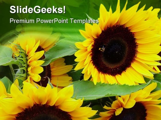 Sunflowers Nature PowerPoint Templates And PowerPoint Backgrounds 0311 Sunflowers Nature PowerPoint Templates And PowerPoint Backgrounds 0311