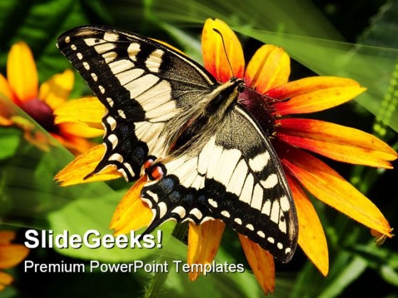 Swallowtail Butterfly Animals PowerPoint Templates And PowerPoint Backgrounds 0111 Swallowtail Butterfly Animals PowerPoint Templates And PowerPoint Backgrounds 0111