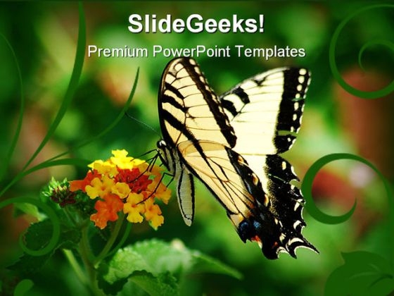 Swallowtail Butterfly Animals PowerPoint Templates And PowerPoint Backgrounds 0211 Swallowtail Butterfly Animals PowerPoint Templates And PowerPoint Backgrounds 0211