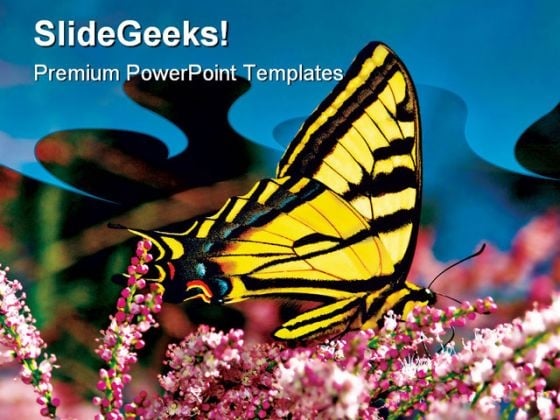 Swallowtail Butterfly Nature PowerPoint Templates And PowerPoint Backgrounds 0511 Swallowtail Butterfly Nature PowerPoint Templates And PowerPoint Backgrounds 0511