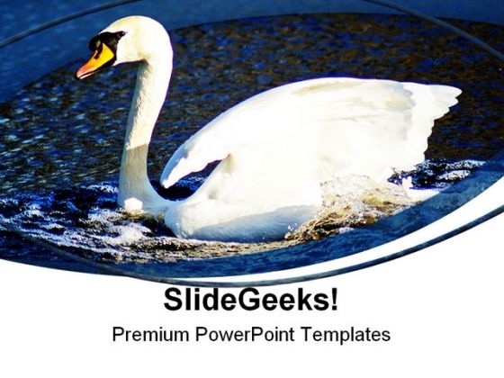Swan Animals PowerPoint Templates And PowerPoint Backgrounds 0411 Swan Animals PowerPoint Templates And PowerPoint Backgrounds 0411