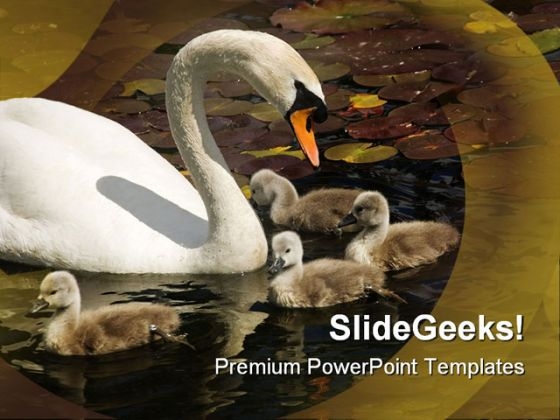 Swan Stroll Animals PowerPoint Themes And PowerPoint Slides 0511 Swan Stroll Animals PowerPoint Themes And PowerPoint Slides 0511
