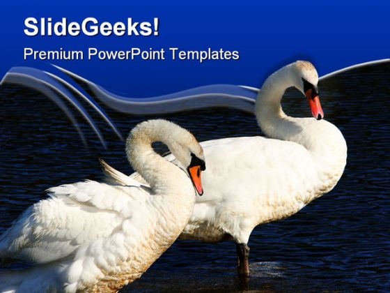 Swans Together Animals PowerPoint Themes And PowerPoint Slides 0511 Swans Together Animals PowerPoint Themes And PowerPoint Slides 0511