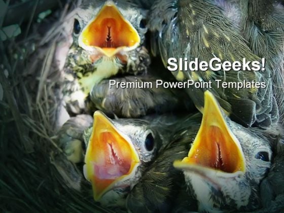 Thrush Nestlings Animals PowerPoint Templates And PowerPoint Backgrounds 0111 Thrush Nestlings Animals PowerPoint Templates And PowerPoint Backgrounds 0111