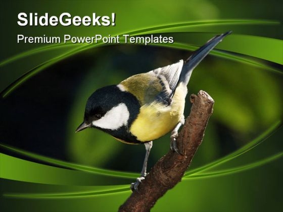 Tomtit On Branch Nature PowerPoint Themes And PowerPoint Slides 0211 Tomtit On Branch Nature PowerPoint Themes And PowerPoint Slides 0211