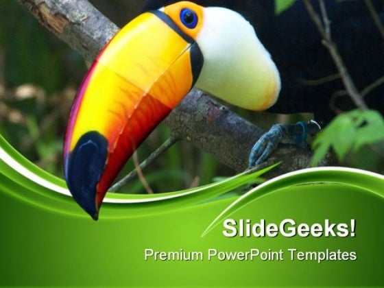 Toucan Animals PowerPoint Templates And PowerPoint Backgrounds 0511 Toucan Animals PowerPoint Templates And PowerPoint Backgrounds 0511