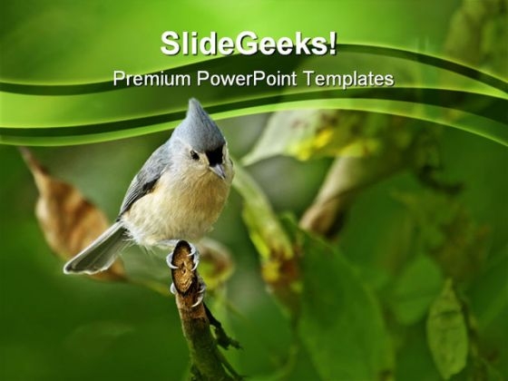 tufted_titmouse_baeolophus_animals_powerpoint_themes_and_powerpoint_slides_0211_title