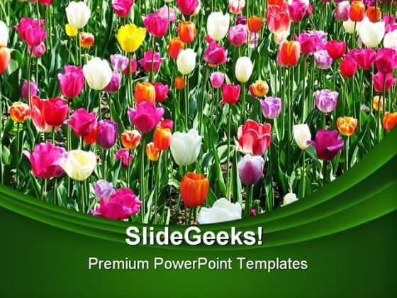 Tulip Field Beauty PowerPoint Themes And PowerPoint Slides 0211 Tulip Field Beauty PowerPoint Themes And PowerPoint Slides 0211