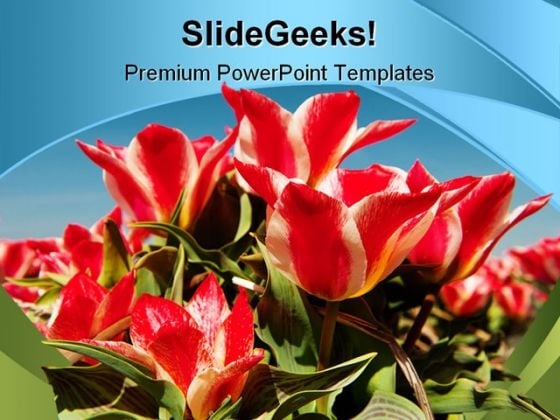 Tulips Beauty PowerPoint Backgrounds And Templates 0111 Tulips Beauty PowerPoint Backgrounds And Templates 0111