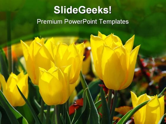 Tulips Beauty PowerPoint Template 0610