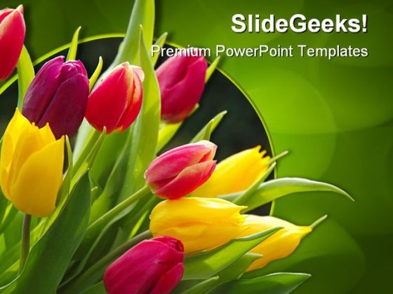 Tulips Beauty PowerPoint Template 0810 Tulips Beauty PowerPoint Template 0810